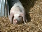 Wimpole farm pig (Gloucester Old Spot)