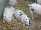 Wimpole farm pigs (Gloucester Old Spot)