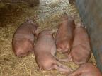 Wimpole farm pigs (Tamworth)
