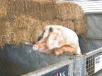 Wimpole farm pigs: "Feed me!"