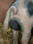 Wimpole pig
