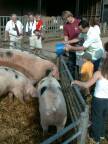 Wimpole farm pigs: ecstasy