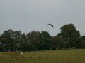 kite feeding time at Gigrin Farm